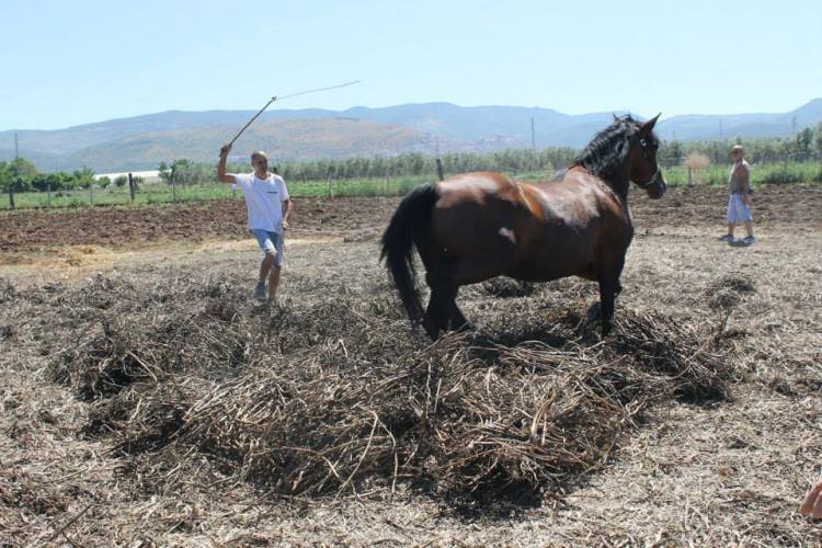 Pesatura con i zoccoli del cavallo